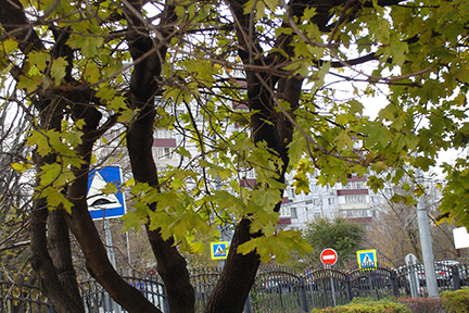 road signs through trees