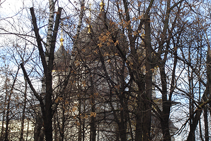 church through trees