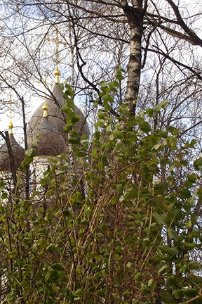 church through trees