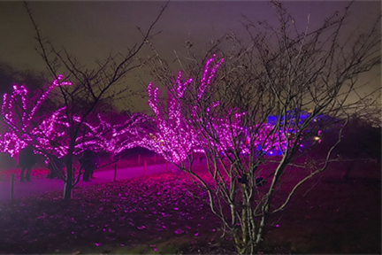 trees lit up in purple