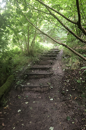 photo of steps through a springtime woodland