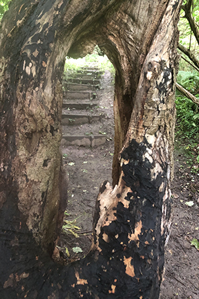 photo of a path taken through the split in a tree trunk