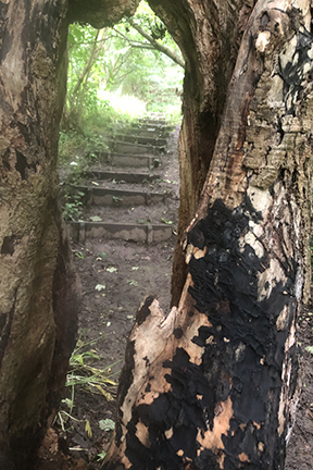 photo of a path taken through the split in a tree trunk