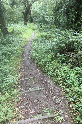 photo of a woodland path in spring