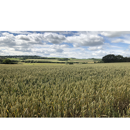 photo of a field of wheat