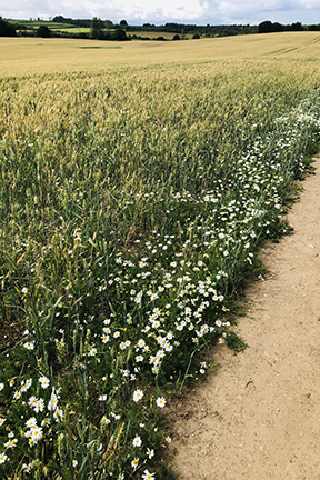 photo of daisies beside a path