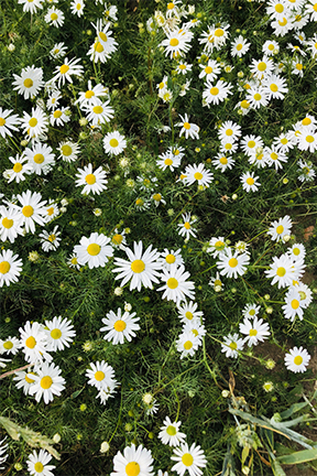 photo of daisies