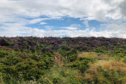 purple heather in bloom