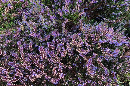 purple heather in bloom