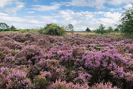 purple heather in bloom