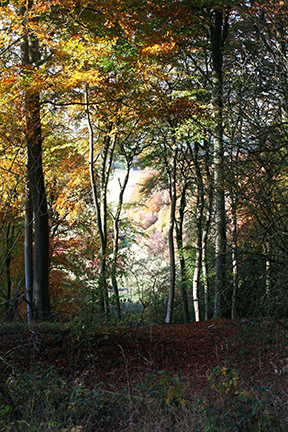 path through the woods